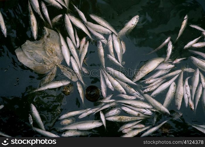 Died fish in polluted sea water, ocean contamination
