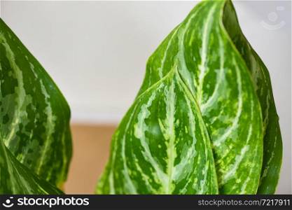 Dieffenbachia flower fresh green and white leaf plant in the home garden ornamental plants in pot, spotted leaves Aglaonema Repotting plant concept