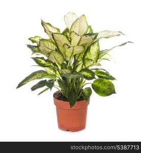 dieffenbachia grows in flowerpot isolated on white