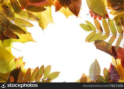 Different autumn leaves on white background.