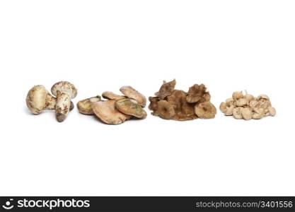 Different autumn mushrooms on white background