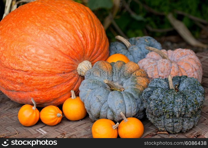 different autumn pumpkins on wooden board