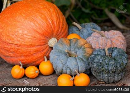 different autumn pumpkins on wooden board