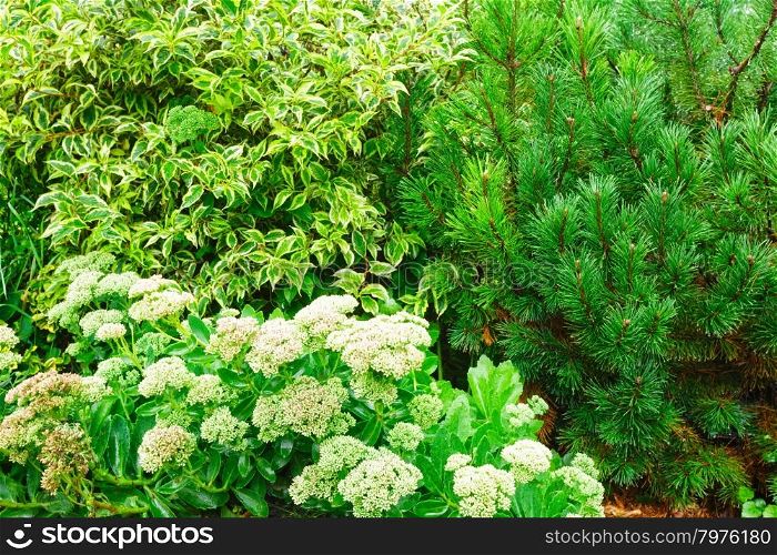 Different bushes near footpath in the summer park. Nature background.
