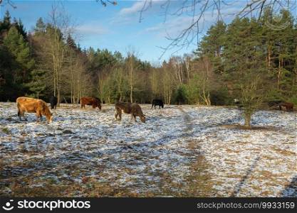 Different colored cattle in a meadow at the edge of the forest. Different colored cattle