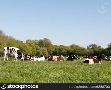 different colored cows, black, white brown resting and grazing in a field outside on a sunny day