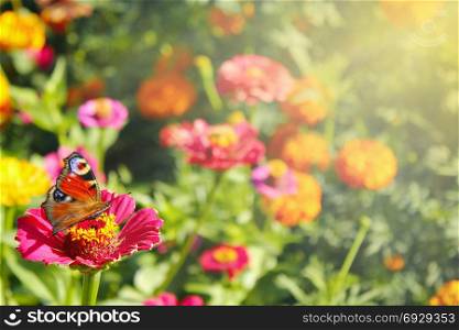 Different colors of summer. butterfly sits on the flower. butterfly of peacock eye sits on the flower of zinnia. Colored hot summer
