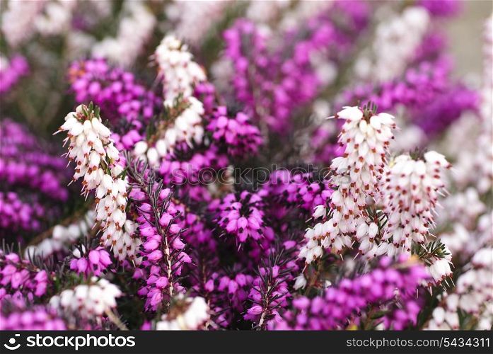 Different heather flowers close up flower background. Shallow deep of field