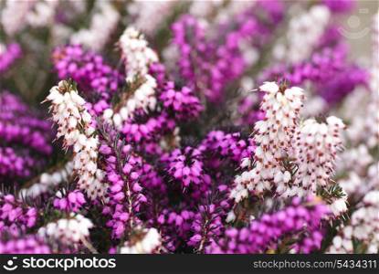 Different heather flowers close up flower background. Shallow deep of field