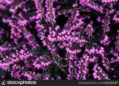 Different heather flowers close up flower background. Shallow deep of field