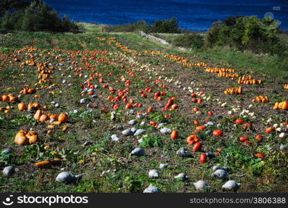 Different kind of colorful pumpkins at a field by the coast