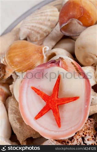 Different kind of sea shells and a cute starfish