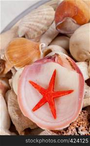 Different kind of sea shells and a cute starfish