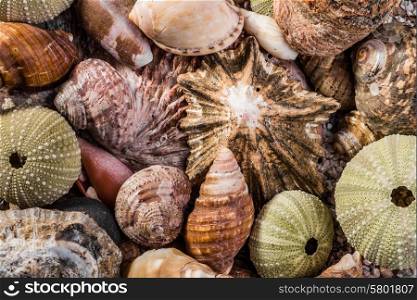 Different kinds of sea shells, revealing mostly brown and green colours, all mixed togehter, fill the frame of the image.