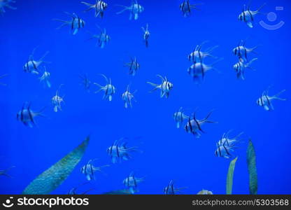 Different marine animals. Different marine animals from oceanarium