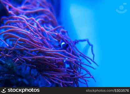 Different marine animals. Different marine animals from oceanarium