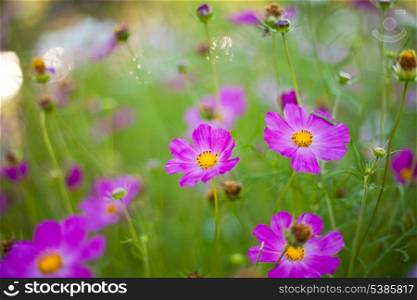 Different pink cosmos flowers closeup