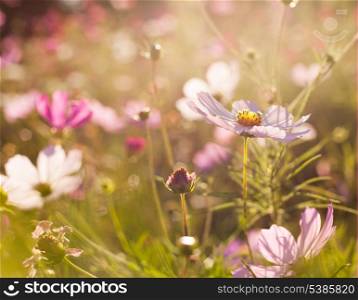 Different pink cosmos flowers closeup