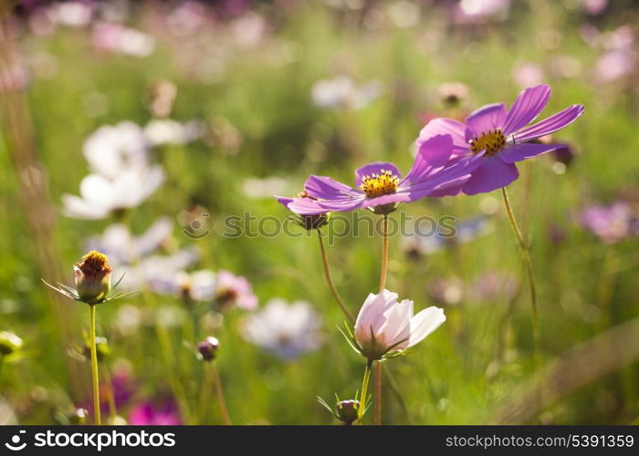 Different pink cosmos flowers closeup