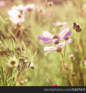 Different pink cosmos flowers closeup