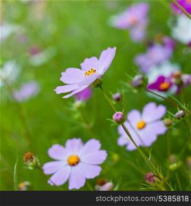 Different pink cosmos flowers closeup. Shallow deep of field