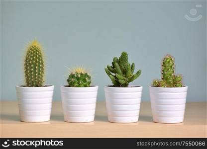 Different small decorative cactus in pot