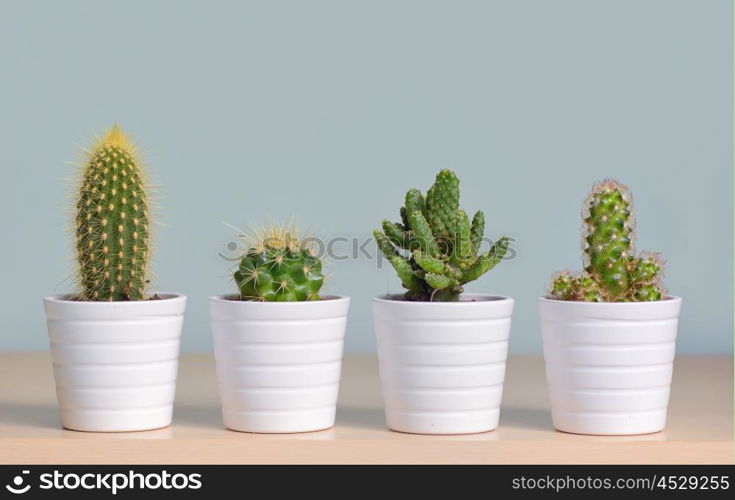 Different types of cactus in pots