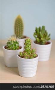 Different types of cactus in pots