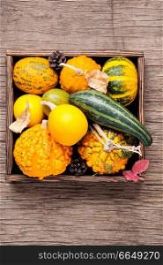 Different varieties of squashes and pumpkins.Autumn harvest. Diverse assortment of pumpkins