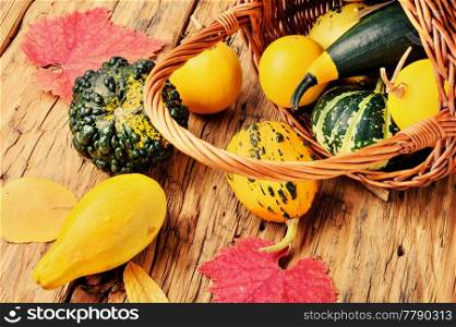 Different varieties of squashes and pumpkins in basket.Autumn harvest.. Pumpkin set in basket