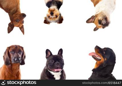 Differents dogs looking at camera. Differents dogs looking at camera isolated on a white background