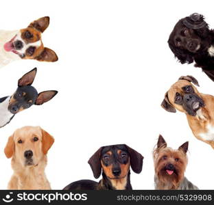 Differents dogs looking at camera isolated on a white background