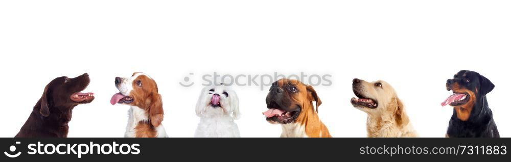 Differents dogs looking at camera isolated on a white background