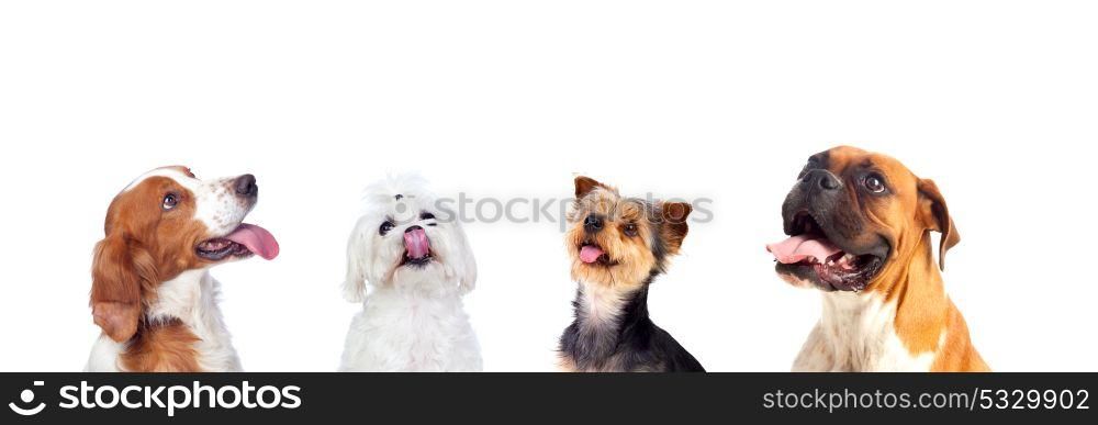 Differents dogs looking up isolated on a white background