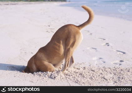 Digging in the Sand