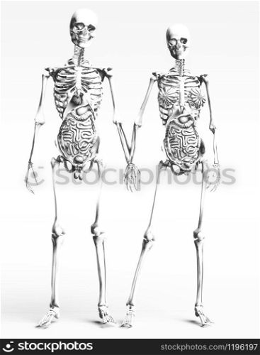 Digital 3D Illustration of the human Anatomy