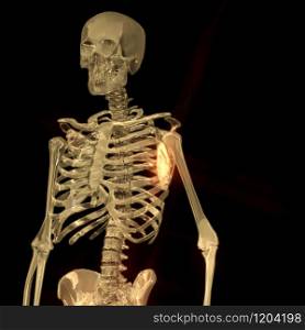 Digital 3D Rendering of a human Skeleton