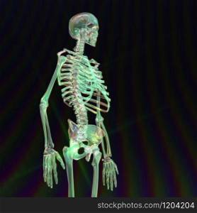 Digital 3D Rendering of a human Skeleton