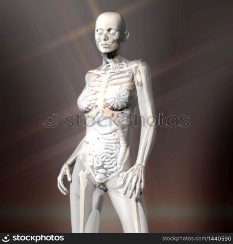 Digital 3D Rendering of the female human Anatomy