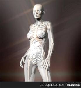 Digital 3D Rendering of the female human Anatomy