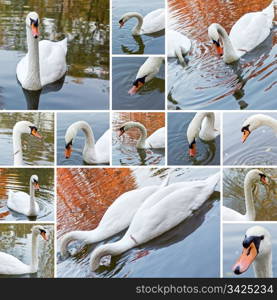 digital collage of beautiful swans on lake in autumn