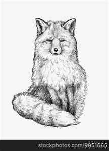 Digital drawing. Realistic graphic illustration of a fox. Vintage style. Black and white sketches of animals.