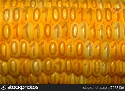 Digital food concept as a close up of a corn cob with binary code on each of the kernels as a symbol of genetically modified nutrition technology and agriculture crop information.