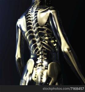 Digital Illustration of a human Skeleton