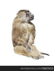 Digital Painting Of Baboon Monkey