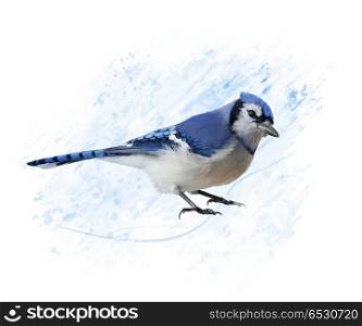 Digital Painting of Blue Jay. Blue Jay watercolor