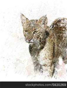 Digital Painting Of Bobcat ,close up