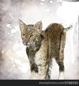 Digital Painting Of Bobcat Portrait