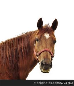 Digital Painting Of Brown Horse Head
