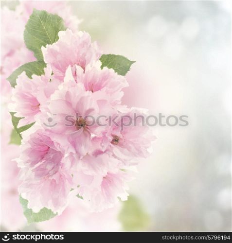Digital Painting Of Cherry Blossom